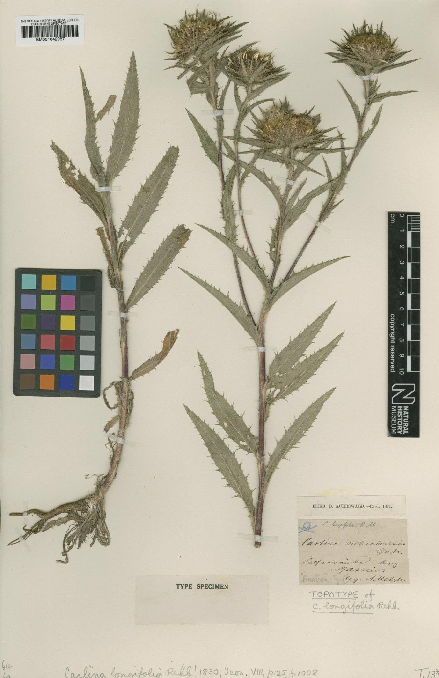 To NHMUK collection (Carlina vulgaris subsp. longifolia Nyman; Type; NHMUK:ecatalogue:1950497)