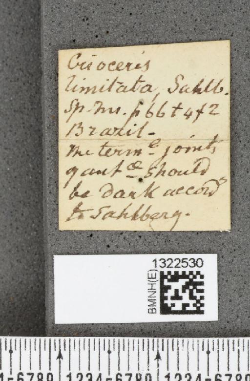 Diabrotica limitata (Sahlberg, C.R., 1823) - BMNHE_1322530_label_18549