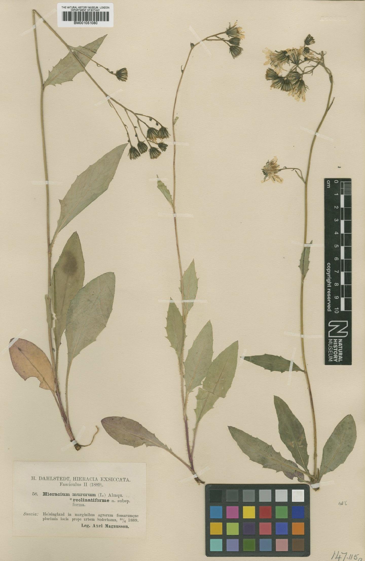 To NHMUK collection (Hieracium caesium subsp. reclinatum (Dahlst.) Zahn; TYPE; NHMUK:ecatalogue:2421231)
