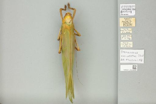 Onomarchus leuconotus (Serville, 1838) - 012498067_73603_93433