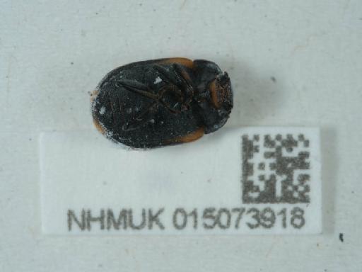 Diaperis boleti (Linnaeus, 1758) - 015073918_2