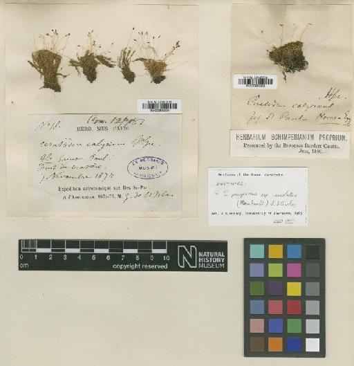 Ceratodon purpureus (Hedw.) Brid. - BM000965234_a