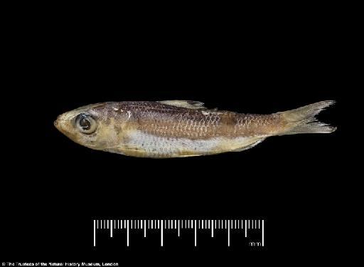 Herklotsichthys lossei Wongratana, 1983 - BMNH 1976.8.19.51-63, PARATYPES, Herklotsichthys lossei a