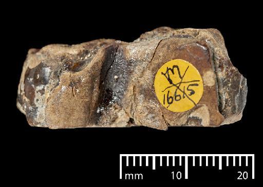 Mylodon darwinii Owen, 1840 - NHMUK PV M 16563c_2