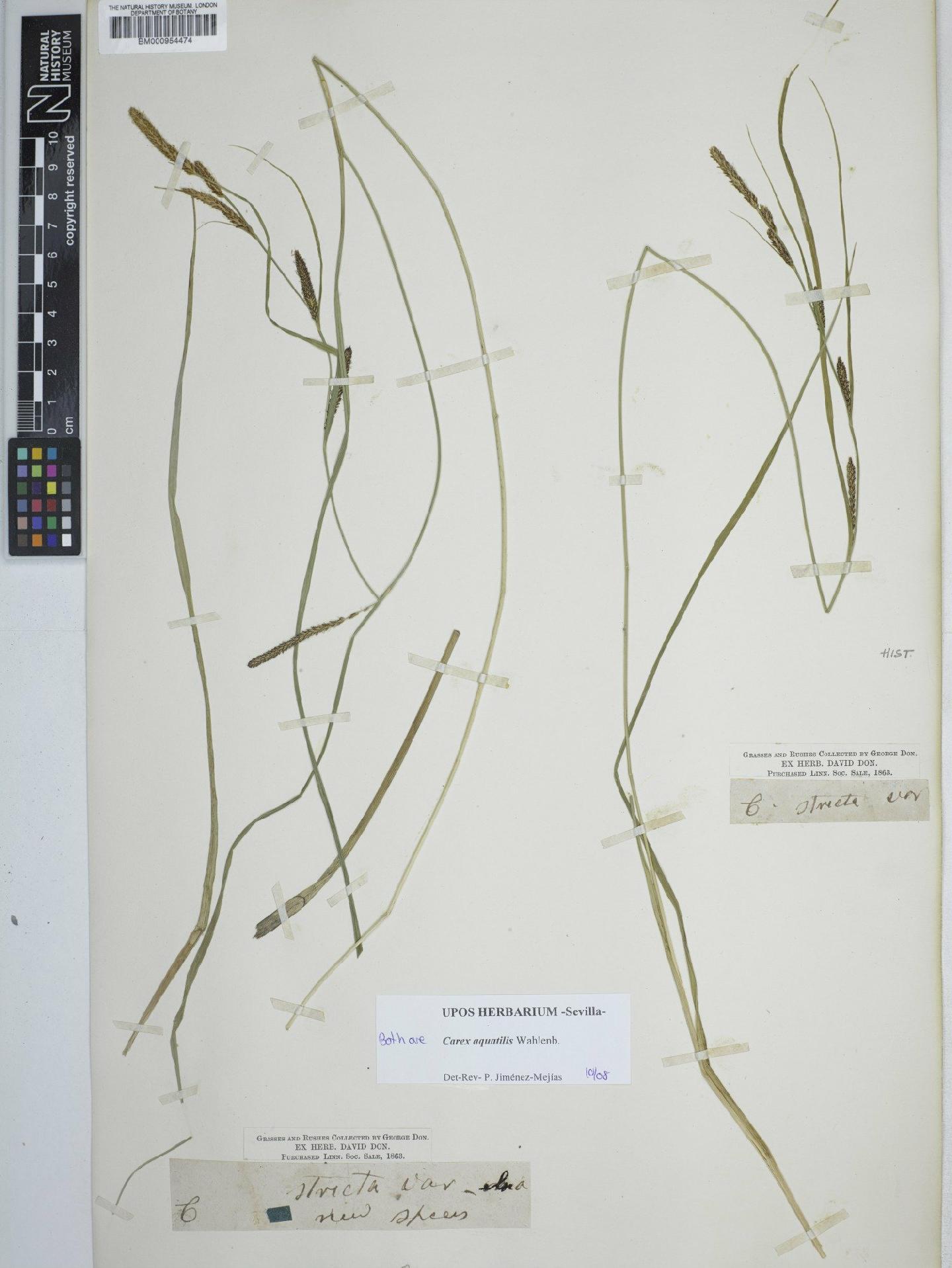 To NHMUK collection (Carex aquatilis Wahlenb.; NHMUK:ecatalogue:2292939)