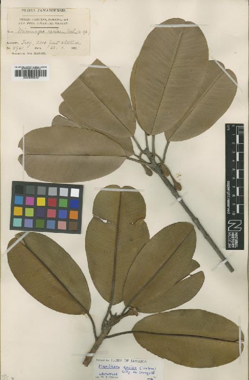 Manilkara excisa (Urb.) H.J.Lam - BM000952457