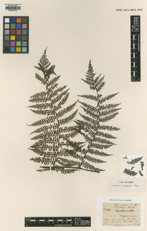 Cyathea platylepis (Hook.) Domin - BM000804343