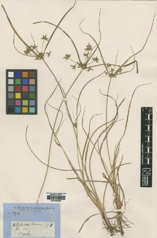 Cyperus trinervis R.Br. - BM000839637