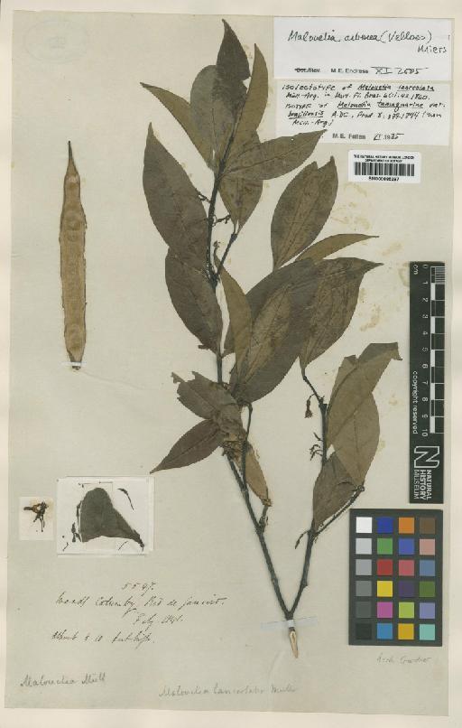 Malouetia arborea (Vell.) Miers - BM000885267