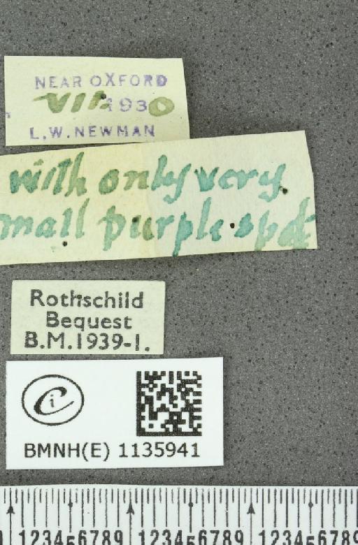 Neozephyrus quercus ab. obsoleta Tutt, 1907 - BMNHE_1135941_label_94065