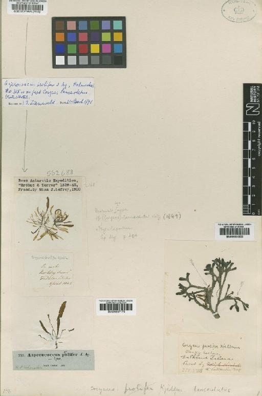 Corycus lanceolatus (Kütz.) Skottsb. - BM000937173