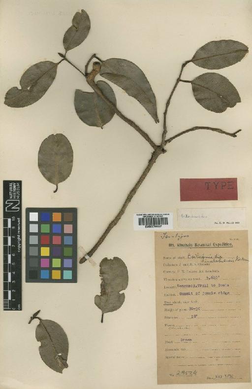 Beilschmiedia kinabaluensis Kosterm. - BM000799327