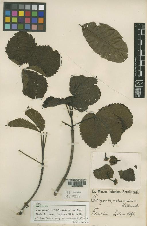 Caryocar brasiliense subsp. intermedium (Wittm.) Prance - BM000603032