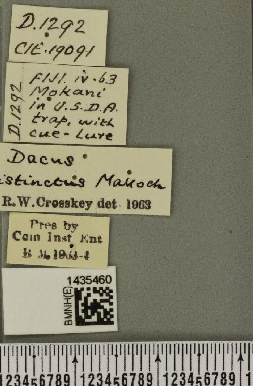 Bactrocera (Bactrocera) distincta (Malloch, 1939) - BMNHE_1435460_label_28796