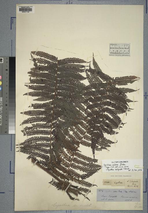 Cyathea delgadii Sternb. - Spruce - BM000777040