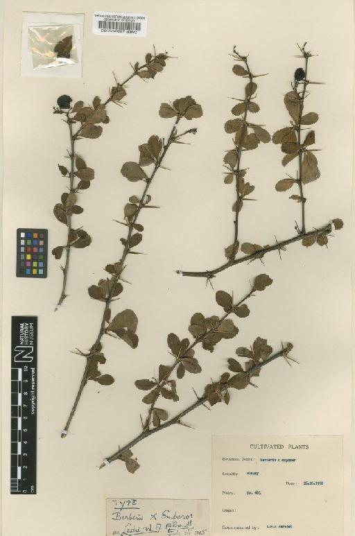 Berberis 'Emperor' - BM000554697