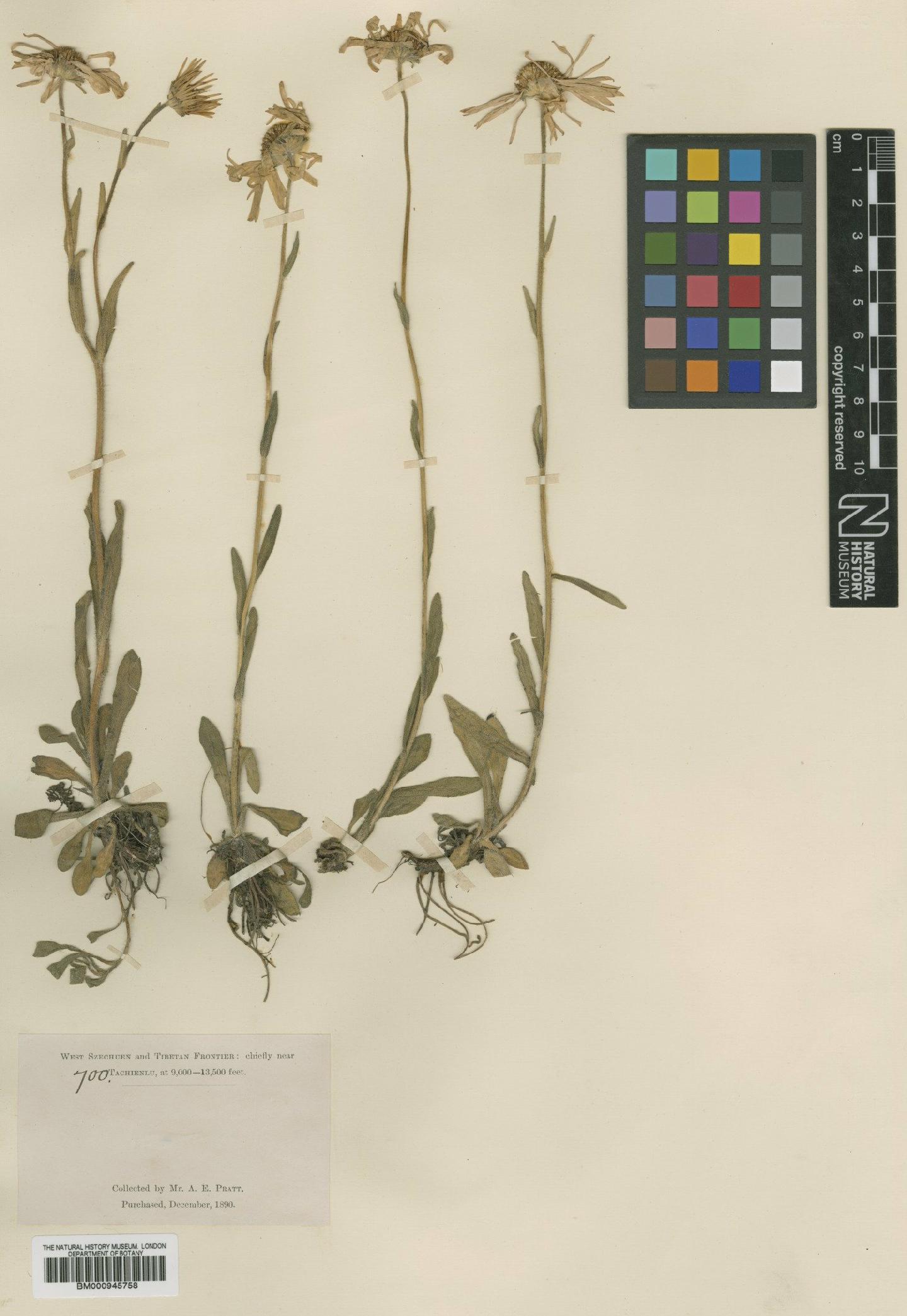 To NHMUK collection (Aster tongolensis Franch.; Type; NHMUK:ecatalogue:472001)