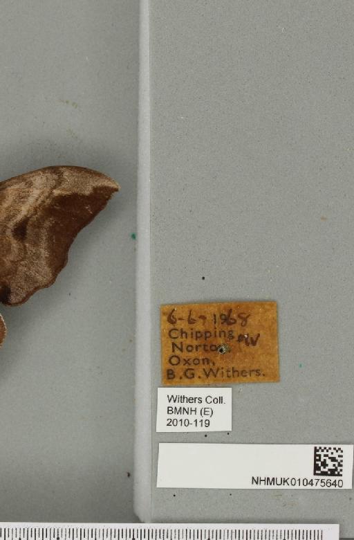 Smerinthus ocellata ocellata (Linnaeus, 1758) - NHMUK_010475640_label_533545