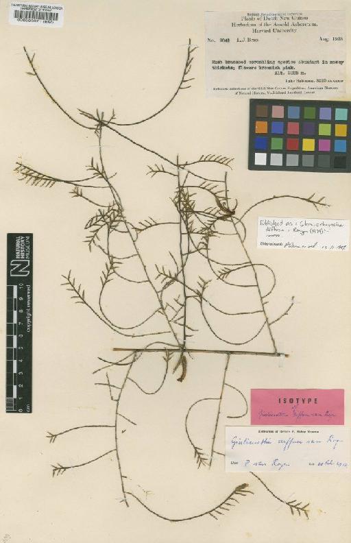 Glossorhyncha diffusa P.Royen - BM000509071