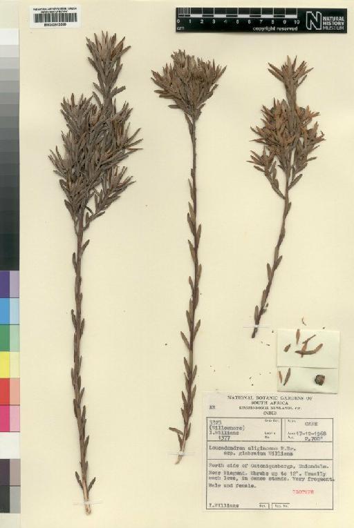 Leucadendron uliginosum subsp. glabratum I.Williams - BM000910589