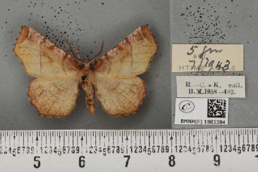 Selenia dentaria (Fabricius, 1775) - BMNHE_1885384_a_445340