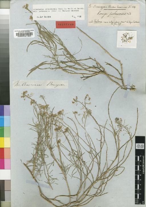 Lobularia intermedia subsp. palmensis Borgen - BM000583335