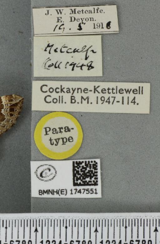 Lampropteryx otregiata (Metcalfe, 1917) - BMNHE_1747551_label_334434
