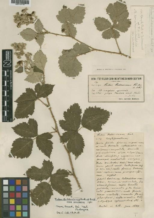 Rubus sect. Corylifolii baldaccianus Borbás ex Bald. - BM001041690