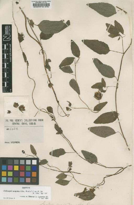 Codonopsis tangshen Oliv. - BM000070742