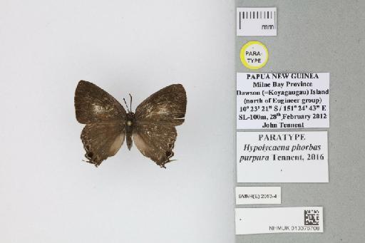 Hypolycaena phorbas purpura Tennent, 2016 - 013376708_Hypolycaena_phorbas_purpura_Tennent_2016_PT