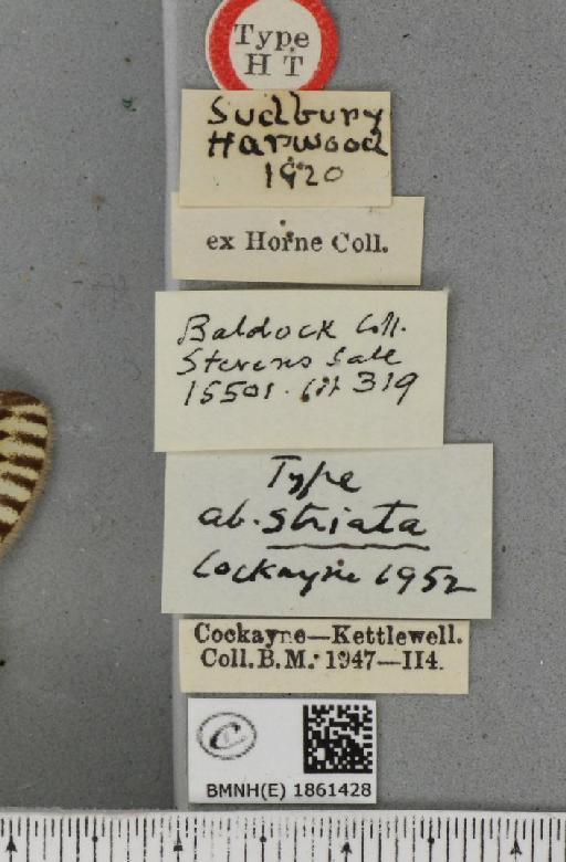 Abraxas grossulariata ab. striata Cockayne, 1952 - BMNHE_1861428_label_418030