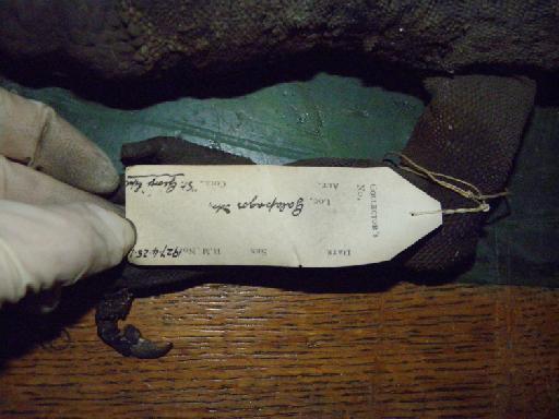 Amblyrhynchus cristatus Bell, 1825 - (Oreocephalus cristatus possibly) 1927.4.25.1 (label).JPG