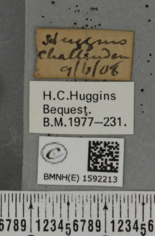 Idaea subsericeata ab. mancuniata Knaggs, 1865 - BMNHE_1592213_label_263549