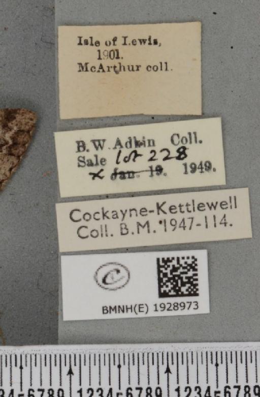 Alcis repandata sodorensium (Weir, 1881) - BMNHE_1928973_label_492717