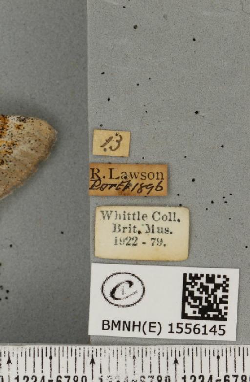 Dicallomera fascelina ab. ochreolinea Cockayne, 1951 - BMNHE_1556145_label_255966