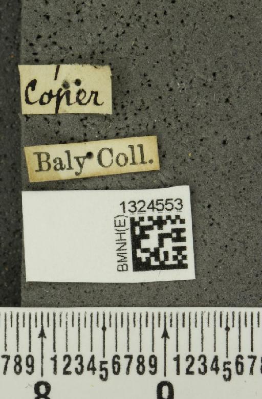 Aristobrotica steinheili (Baly, 1886) - BMNHE_1324553_label_22468