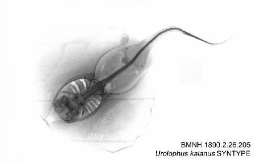 Urolophus kaianus Günther, 1880 - BMNH 1890.2.26.205 - Urolophus kaianus SYNTYPE Radiograph