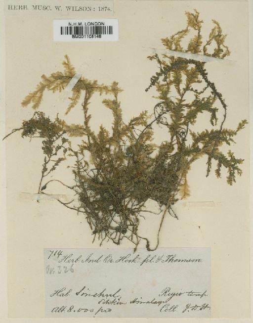 Homaliodendron montagneanum (Müll.Hal.) M.Fleisch. - BM001108146