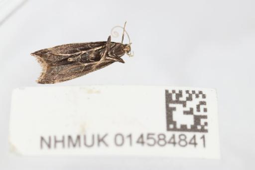Brachmia blandella (Fabricius, 1798) - 014584841_2