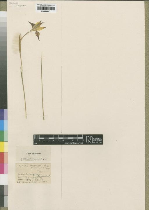 Gladiolus cygneus Ingram - BM000922071