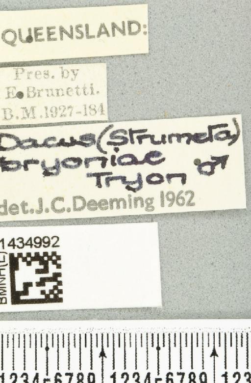 Bactrocera (Bactrocera) bryoniae (Tryon, 1927) - BMNHE_1434992_label_28456