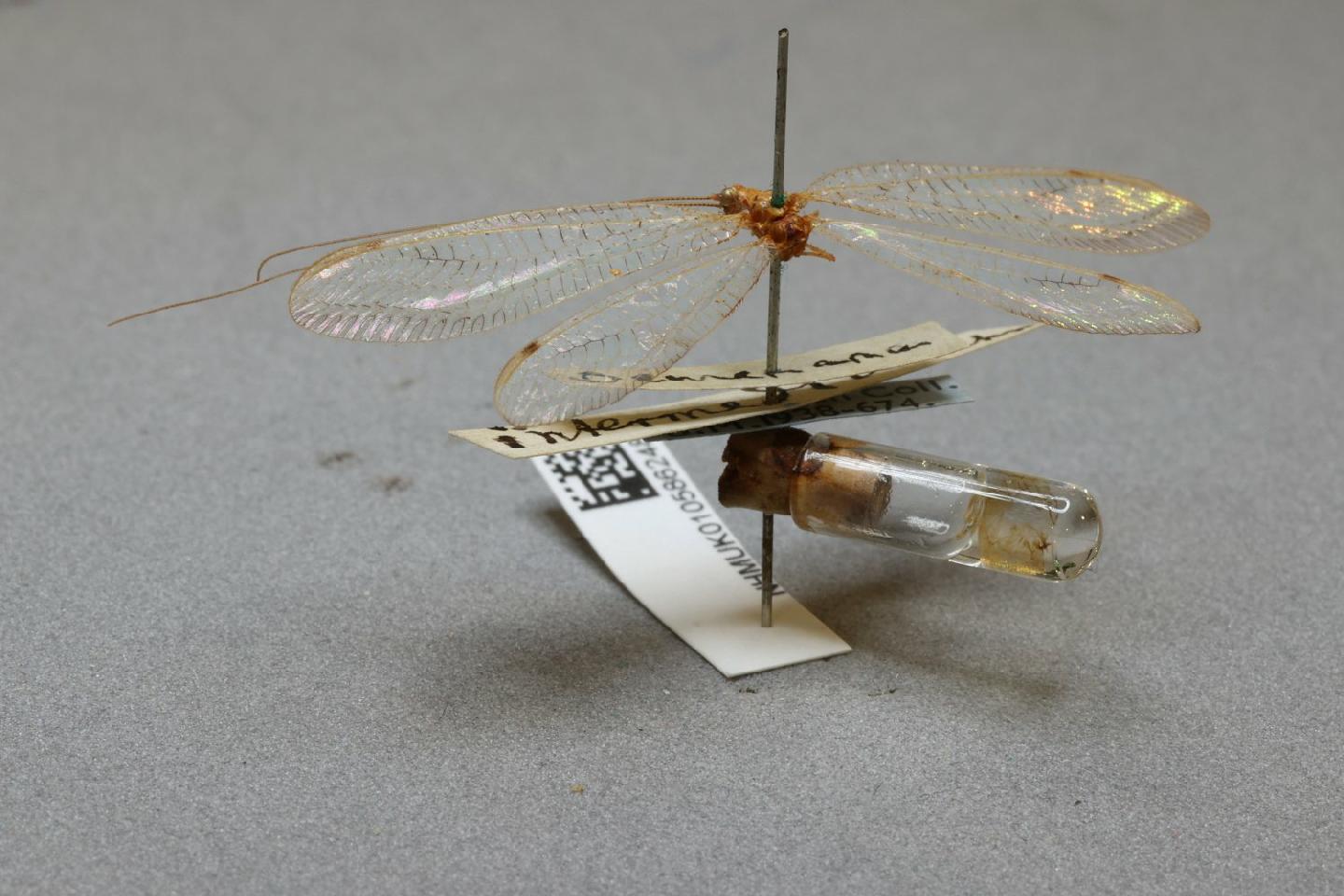 Leucochrysa intermedia