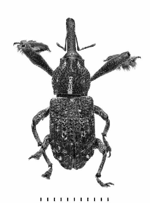 Orthorhinus cylindrirostris (Fabricius, 1775) - Orthorhinus cylindrirostris-BMNH(E)1237650-dorsal mono