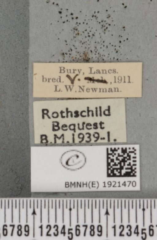 Ematurga atomaria (Linnaeus, 1758) - BMNHE_1921470_label_486786