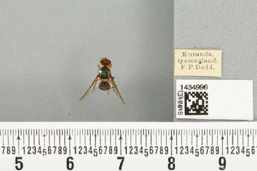 Bactrocera (Bactrocera) bryoniae (Tryon, 1927) - BMNHE_1434996_28418