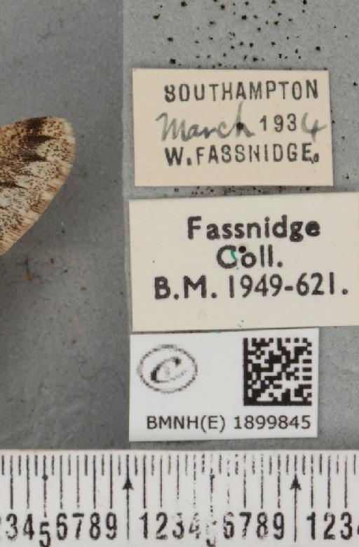 Apocheima hispidaria (Denis & Schiffermüller, 1775) - BMNHE_1899845_label_455770