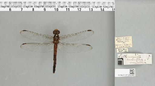 Lathrecista asiatica (Fabricius, 1798) - 011252886_93019_1255057_2