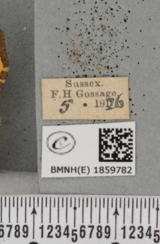Pseudopanthera macularia (Linnaeus, 1758) - BMNHE_1859782_label_430119