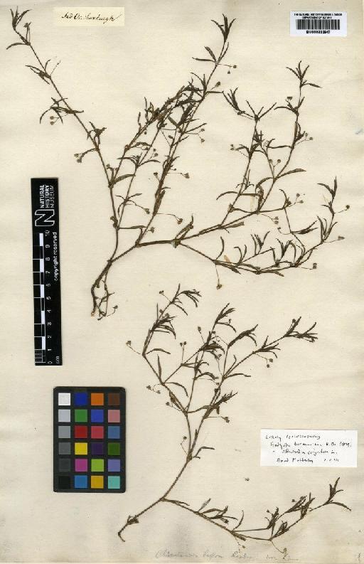 Oldenlandia corymbosa L. - BM000832947