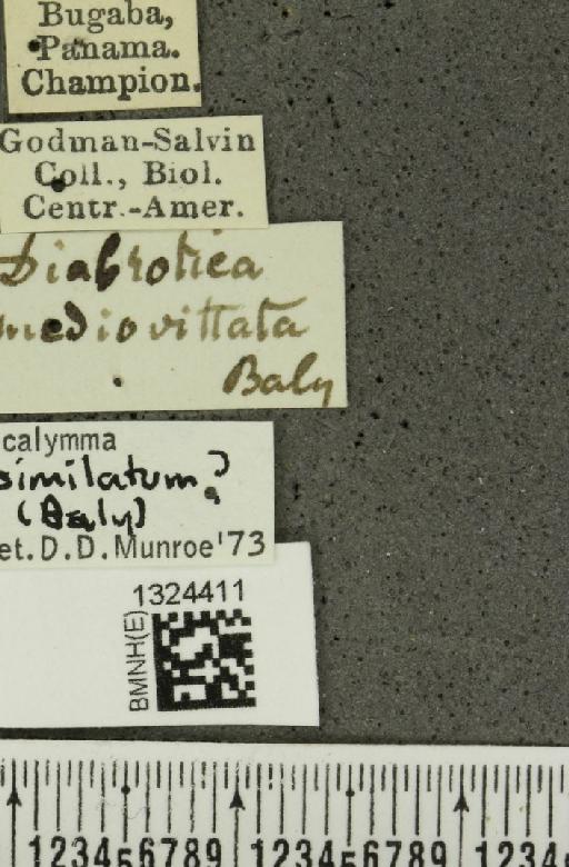 Acalymma quadrivittatum (Latreille, 1813) - BMNHE_1324411_label_20882